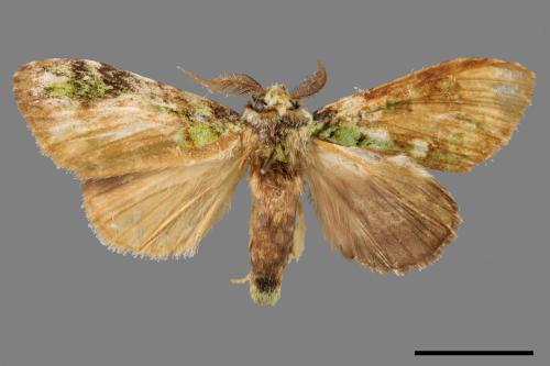 Somera viridifusca viridifusca[瑟舟蛾][00020237]