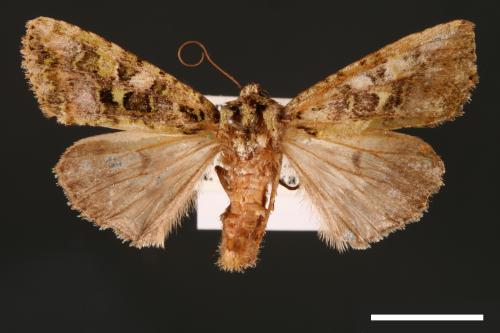 Euplexidia pallidivirens[00001920]