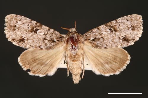 Acronicta albistigma[00000434]