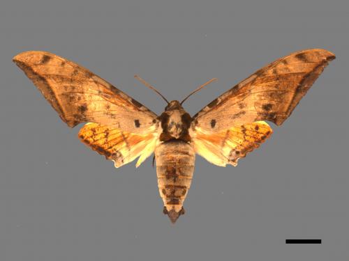 Ambulyx sericeipennis[臺灣鷹翅天蛾][00017427]