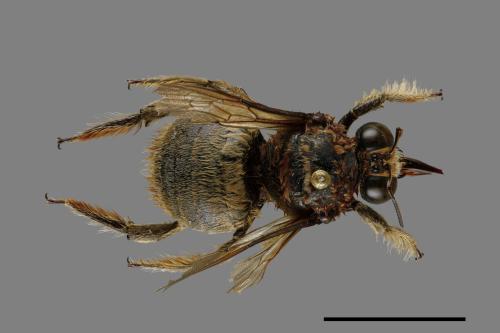 Xylocopa collaris sauteri[白領帶木蜂紹德亞種][00074776]