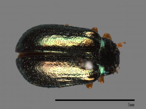 <已分類>Family：Chrysomelidae[金花蟲科][00081189]