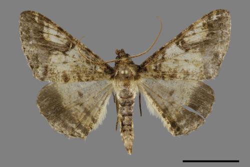 Gasterocome pannosaria orta[雙框細月尺蛾][00091823]