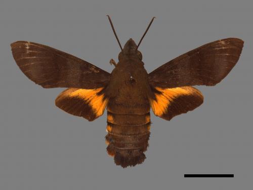 Macroglossum corythus luteata[黃紋長喙天蛾][00017880]