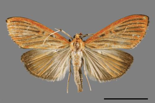 Tyspanodes striatus[00065482]