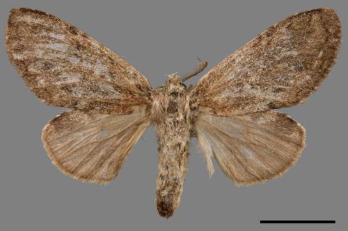 Syntypistis umbrosa[齒紋跨白舟蛾][00047924]