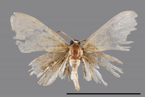 <已分類>Family：Uraniidae[燕蛾科][00062565]