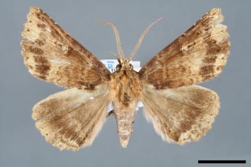 Hypersypnoides punctosa[粉點朋閃夜蛾][00006187]