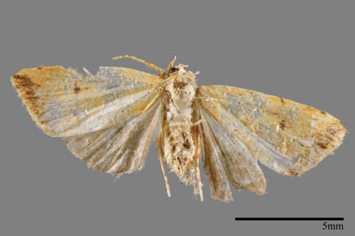 <已分類>Family：Noctuidae[夜蛾科][00008362]
