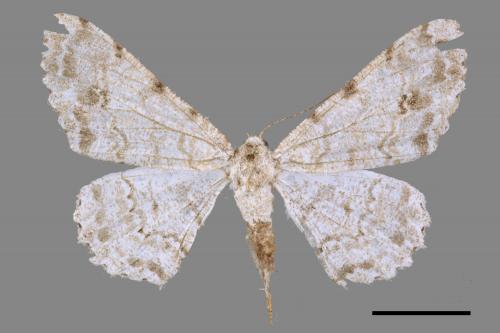 Lassaba parvalbidaria parvalbidaria[污雪雙斑尺蛾][00047749]