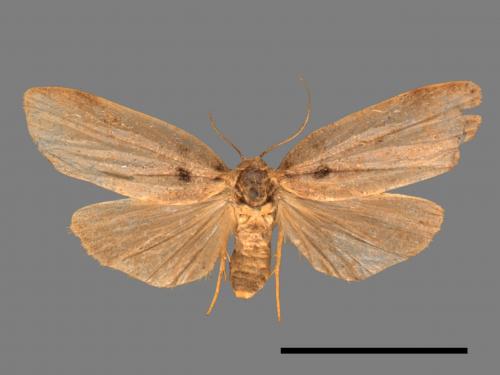 Eugoa grisea[雙點良苔蛾][00047829]