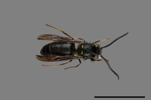 Vespula flaviceps[細黃胡蜂][00072890]