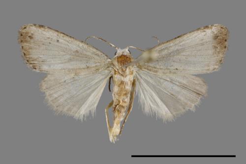 <已分類>Family：Noctuidae[夜蛾科][00093044]