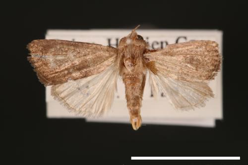 Athetis cognata[00003199]