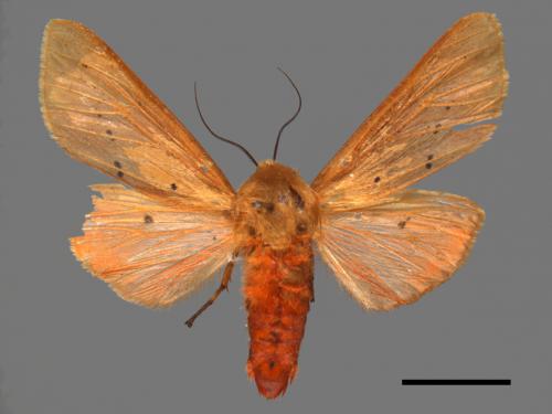 Spilarctia wilemani[褐赭污燈蛾][00057584]