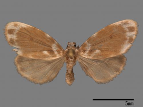 Parasiccia limbata[00034155]