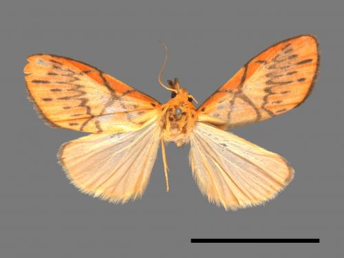 Miltochrista aberrans[異美苔蛾][00053709]