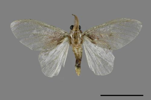 Liparopsis postalbida[中灰舟蛾][00044842]