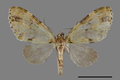 <已分類>Family：Geometridae[尺蠖蛾科][00091275]