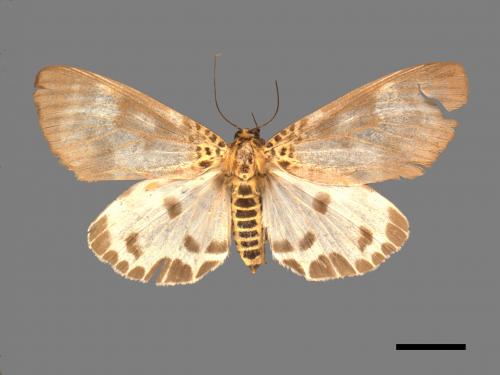Asota plana lacteata[長斑擬燈蛾][00051303]