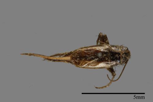<已分類>Family：Nemobiidae[地蟋科][00054378]