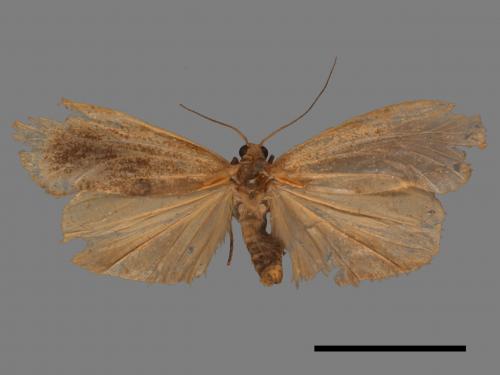 Gampola fasciata[曲苔蛾][00045765]