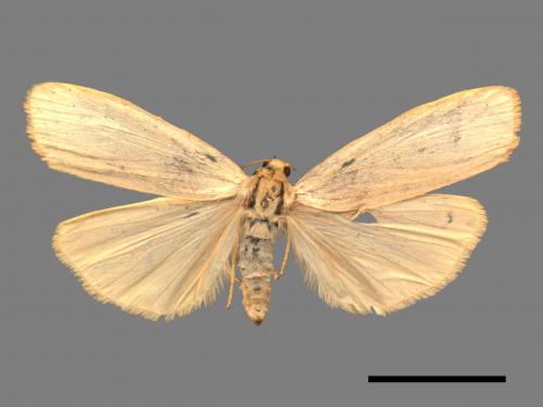 Eilema tecta tecta[銀灰土苔蛾][00018429]