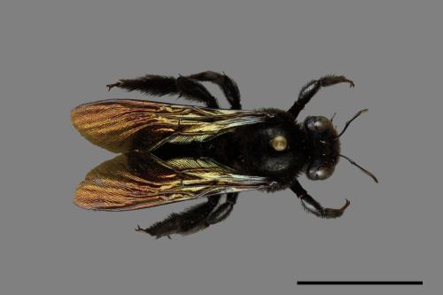 Xylocopa tranquebarorum[銅翼眥木蜂][00074789]