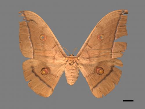 Antheraea pernyi[姬透目天蠶蛾][00016105]