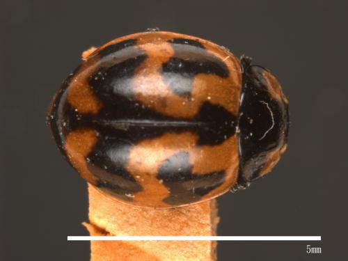 Coccinella transversalis[狹臀瓢蟲][00085972]