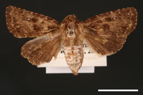 Feliniopsis hyposcota pygmaea[00002181]