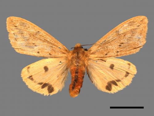 Spilarctia fumida[煙污燈蛾][00018696]