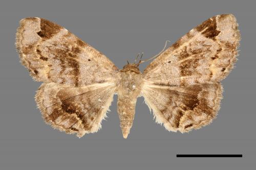 <已分類>Family：Noctuidae[夜蛾科][00007416]