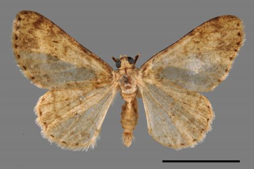 Ectropis bhurmitra[淡猗尺蛾][00056024]