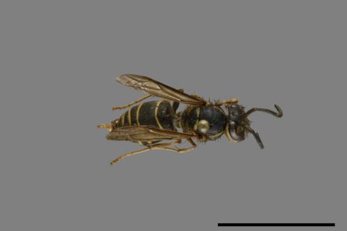 Vespula flaviceps[細黃胡蜂][00073200]