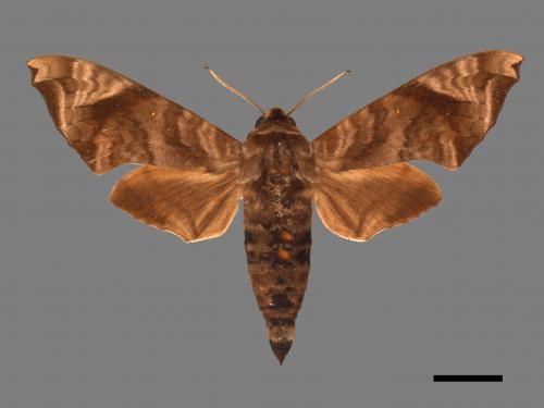 Acosmeryx castanea subdentata[缺角天蛾][00017453]