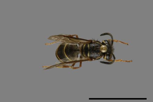 Vespula flaviceps[細黃胡蜂][00073086]