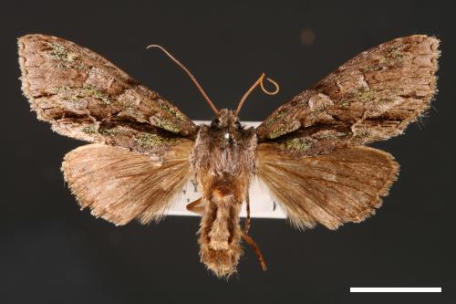 Belosticta laxa[00001644]