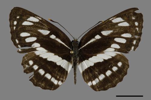 Neptis hylas luculenta[琉球三線蝶][00094519]