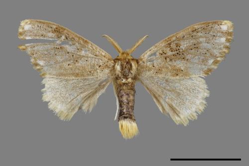 Euproctis inornata[00031811]