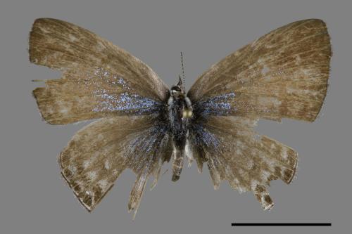 Catochrysops panormus exiguus[長尾波紋小灰蝶][00093757]