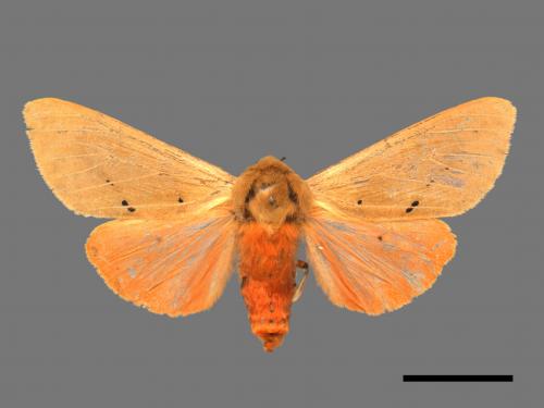 Spilarctia wilemani[褐赭污燈蛾][00042797]