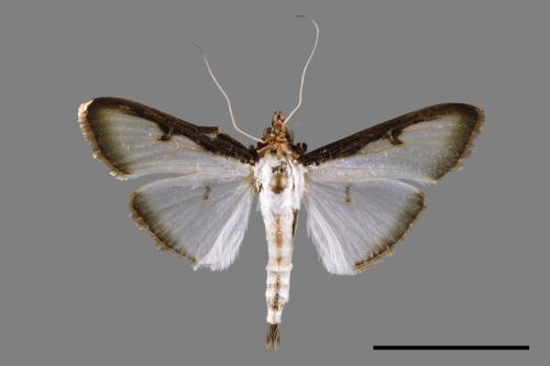 Sisyrophora pfeifferae[00029892]