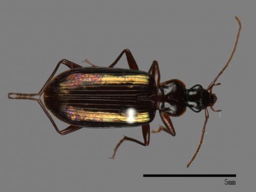 <已分類>Family：Carabidae[步行蟲科][00041101]