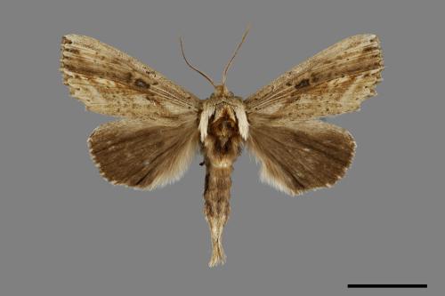 Ramesa albistriga[豹舟蛾][00071040]
