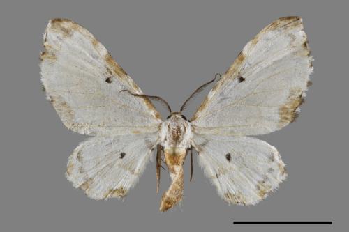 Tyloptera bella ogatai[楤木波尺蛾][00091828]