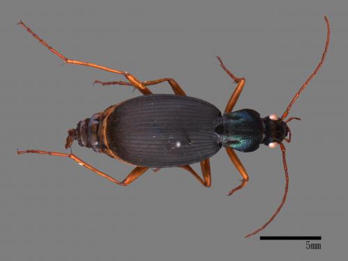 <已分類>Family：Carabidae[步行蟲科][00081942]