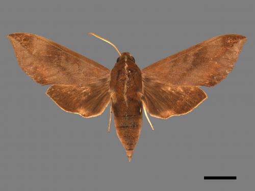 Ampelophaga rubiginosa myosotis[臺灣葡萄天蛾][00016865]