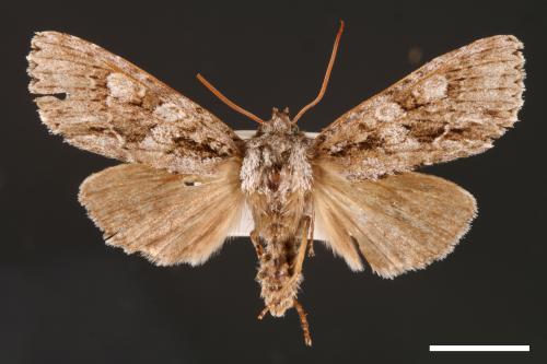 Meganephria weixleri[00001640]