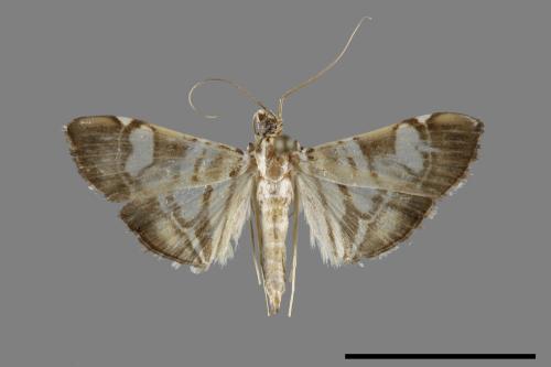 <已分類>Family：Crambidae[草螟科][00100362]